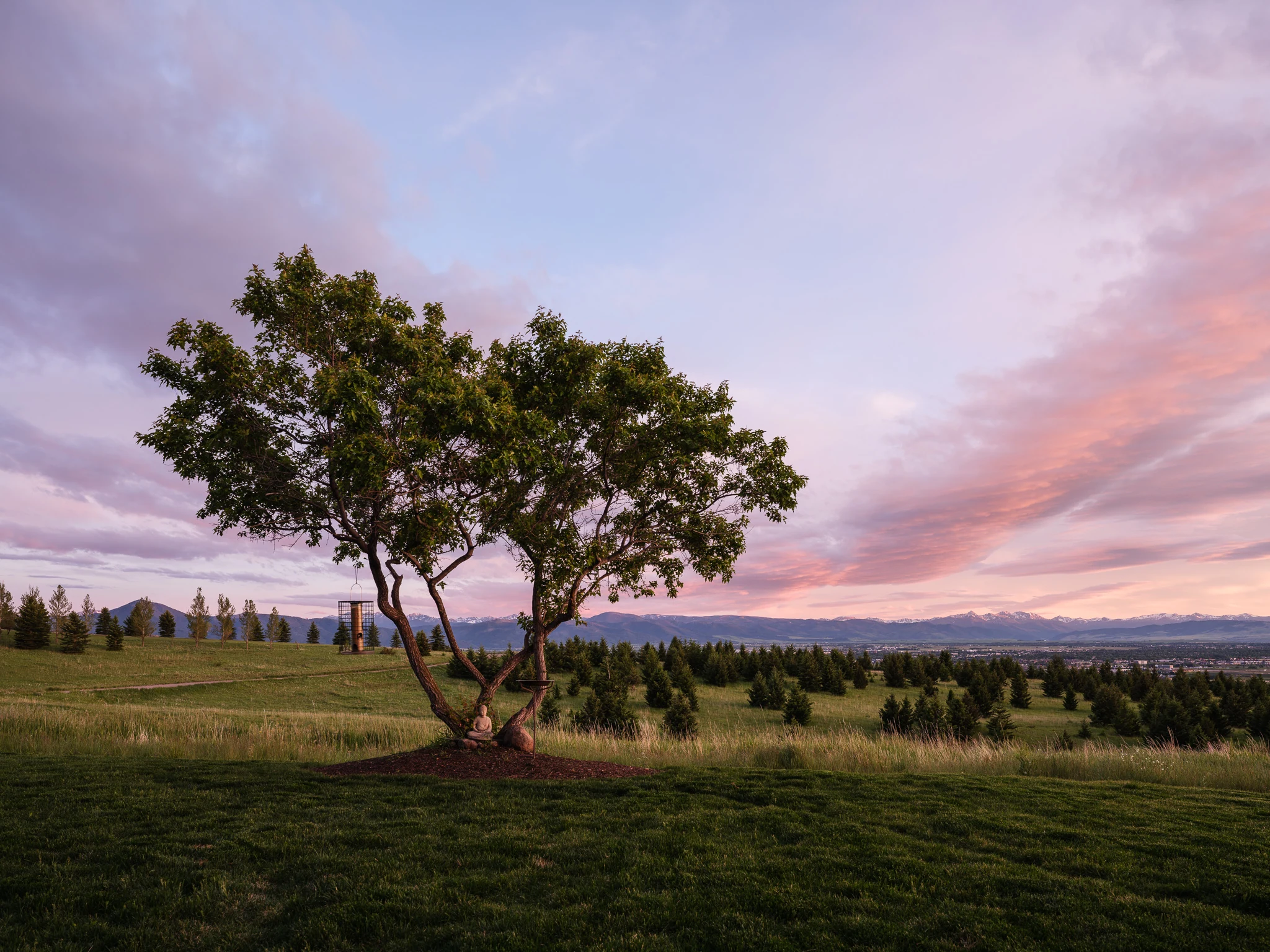 Lone tree silhouetted against a pink sunset sky — architectural photography Bozeman Montana, Bozeman Overlook